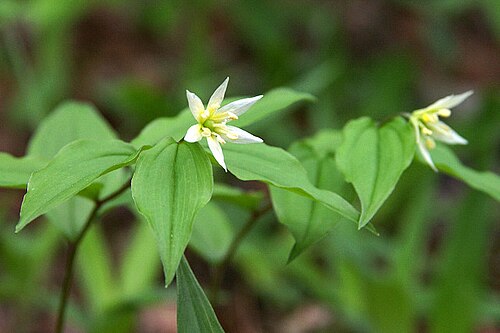 Disporum smilacinum: チゴユリ (山梨県甲州市) Disporum smilacinum