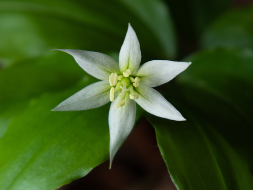 Disporum smilacinum (Disporum smilacinum)