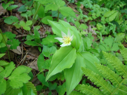 Disporum smilacinum (Disporum smilacinum)