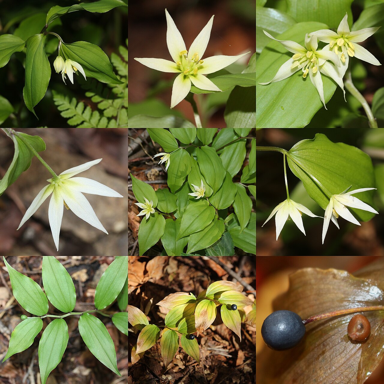 Disporum smilacinum: Montage of Disporum smilacinum in Japan.