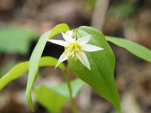 Disporum smilacinum (Disporum smilacinum)