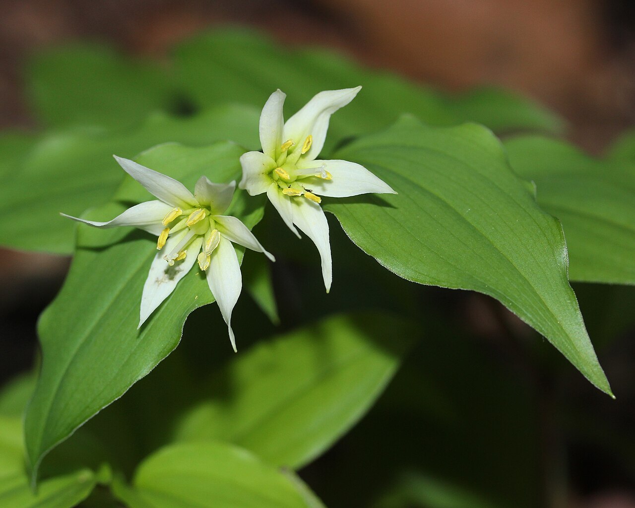 Disporum smilacinum: Disporum smilacinum , in Mount Chōshi, Gujō, Gifu prefecture, Japan.