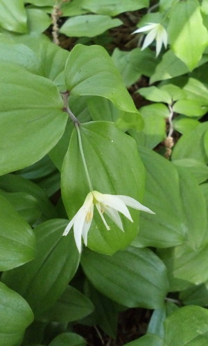 Disporum smilacinum (Disporum smilacinum)