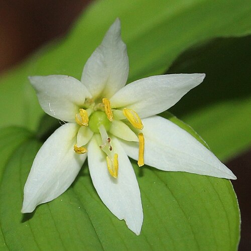 Disporum smilacinum: Disporum smilacinum , in Mount Chōshi, Gujō, Gifu prefecture, Japan.
