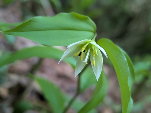 Disporum smilacinum (Disporum smilacinum)