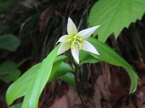 Disporum smilacinum (Disporum smilacinum)