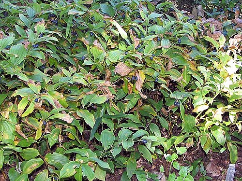 Disporum uniflorum: Location taken: The United States National Arboretum, Washington DC. Names: Disporum flavum , Yellow Fairybells, Yellow Mandari Classification: Plantae > Angios