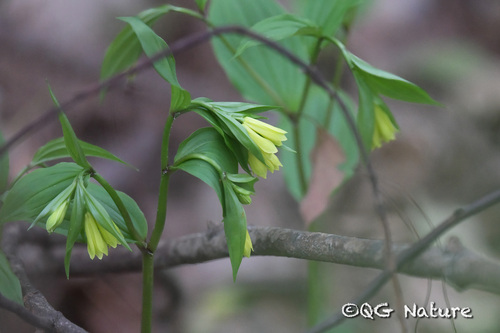 Disporum uniflorum (Disporum uniflorum)