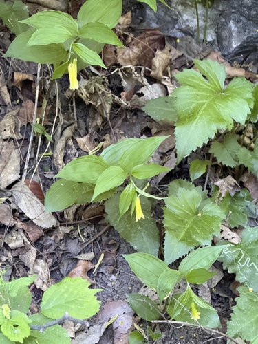 Disporum uniflorum (Disporum uniflorum)