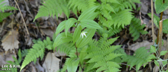 Disporum viridescens (Disporum viridescens)