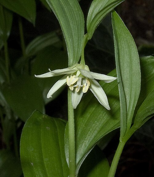 Disporum viridescens: Flower of Disporum viridescens growing in cultivation near Sutton Coldfield , England