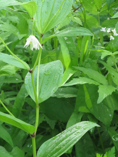 Disporum viridescens (Disporum viridescens)