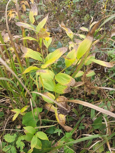 Disporum viridescens (Disporum viridescens)