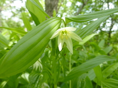 Disporum viridescens (Disporum viridescens)