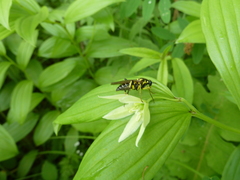 Disporum viridescens (Disporum viridescens)