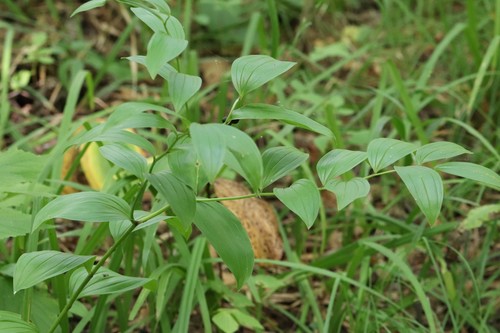 Disporum viridescens (Disporum viridescens)