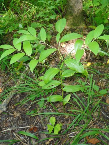 Disporum viridescens (Disporum viridescens)