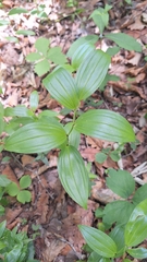 Disporum viridescens (Disporum viridescens)