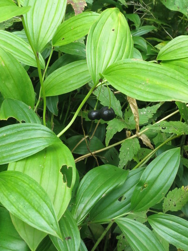 Disporum viridescens (Disporum viridescens)