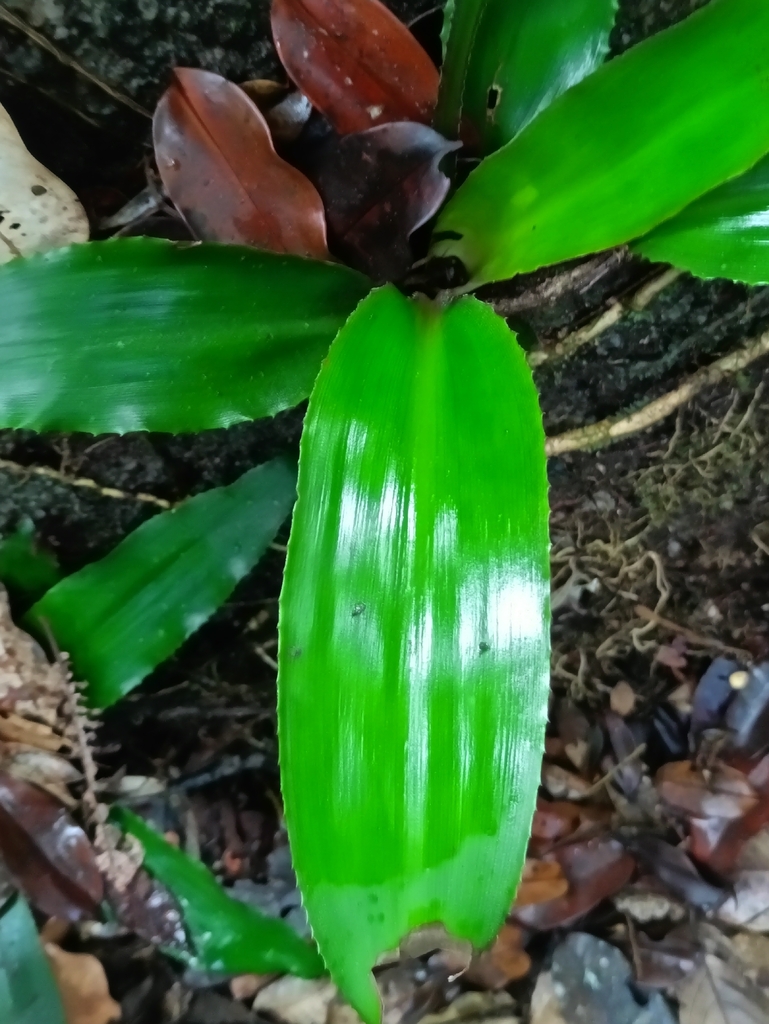 Disteganthus basilateralis (Disteganthus basilateralis)