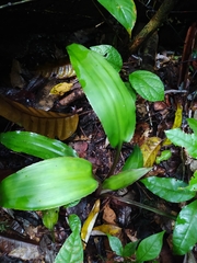 Disteganthus basilateralis (Disteganthus basilateralis)