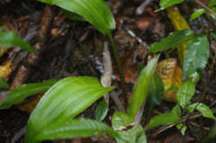 Disteganthus basilateralis (Disteganthus basilateralis)