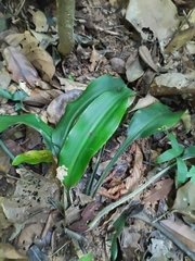 Disteganthus basilateralis (Disteganthus basilateralis)
