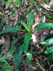 Disteganthus basilateralis (Disteganthus basilateralis)