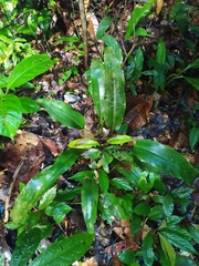 Disteganthus basilateralis (Disteganthus basilateralis)
