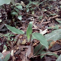 Disteganthus basilateralis (Disteganthus basilateralis)