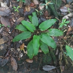 Disteganthus basilateralis (Disteganthus basilateralis)