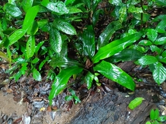 Disteganthus basilateralis (Disteganthus basilateralis)