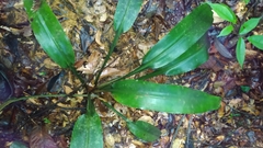 Disteganthus basilateralis (Disteganthus basilateralis)