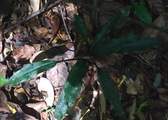 Disteganthus basilateralis (Disteganthus basilateralis)