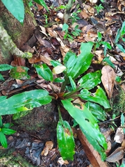 Disteganthus basilateralis (Disteganthus basilateralis)