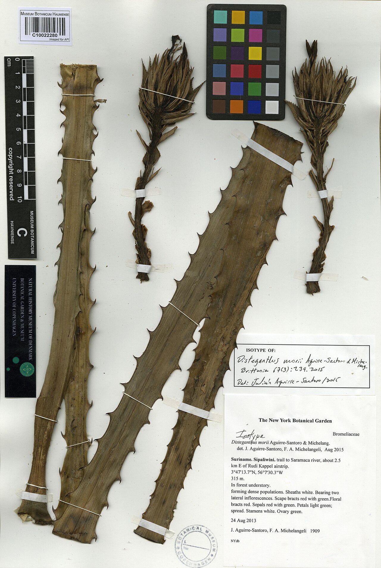 Disteganthus morii: Herbar Disteganthus morii Aguirre-Santoro & Michelang., 2015 Collection number NHMD1697826