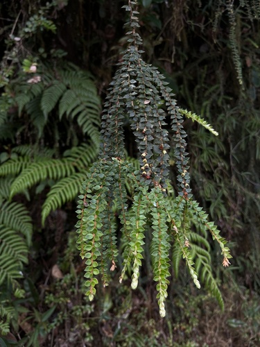 Disterigma acuminatum (Disterigma acuminatum)
