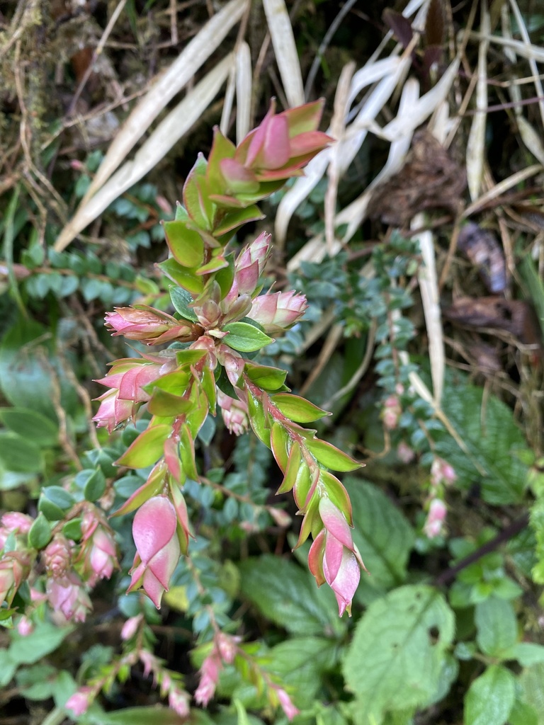 Disterigma acuminatum (Disterigma acuminatum)
