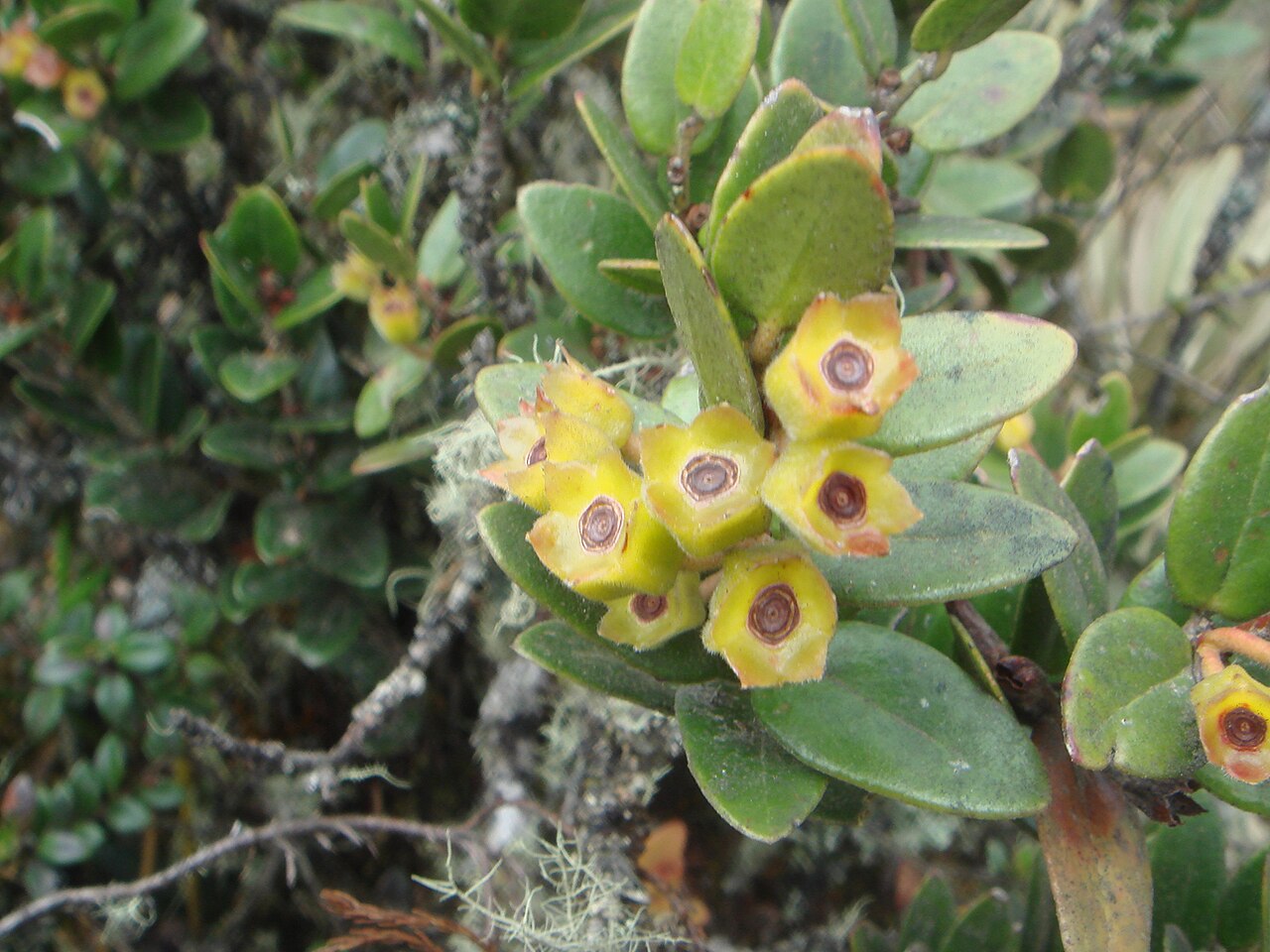Disterigma alaternoides: ( Disterigma alaternoides ) Páramo de Guasca, Cundinamarca, Colombia.
