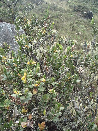 Disterigma alaternoides: ( Disterigma alaternoides ) Páramo de Guasca, Cundimanarca, Colombia.
