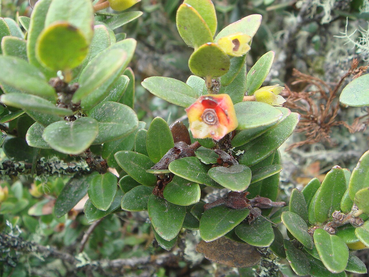 Disterigma alaternoides: ( Disterigma alaternoides ) Páramo de Guasca, Cundinamarca, Colombia.