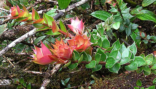 Disterigma alaternoides: Common epiphyte in the mountains from Panama to Peru. Photo from the Condor Range on Ecuador-Peru border. In context at www.dixpix.ca/meso_america/Flora/heath/i