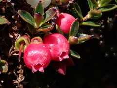 Disterigma empetrifolium (Disterigma empetrifolium)