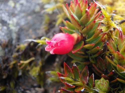 Disterigma empetrifolium (Disterigma empetrifolium)