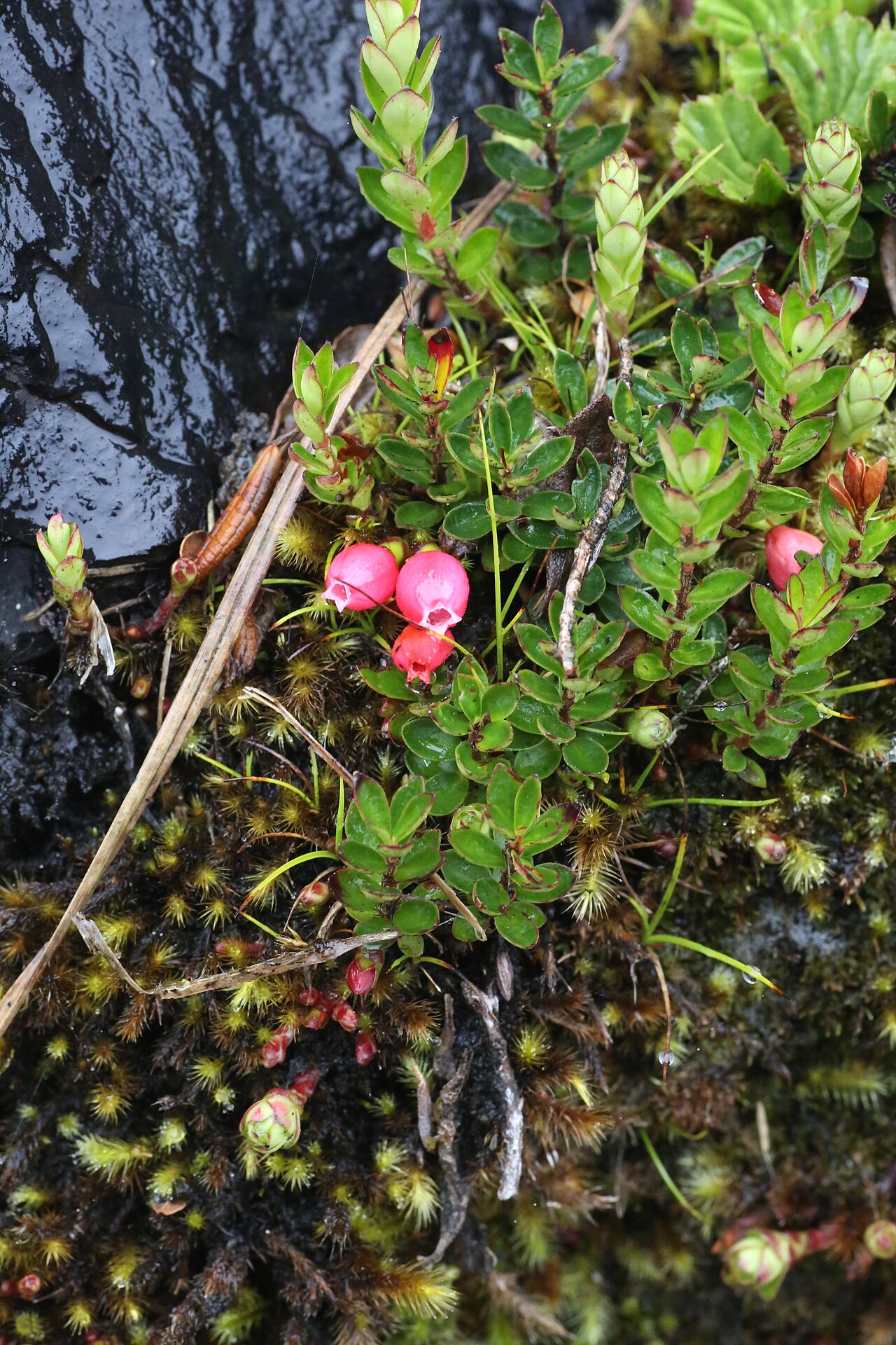 Disterigma empetrifolium: Ecuador, Napo Province, Cayambe Coca National Park, near Loreto lake, páramo, 3800 m