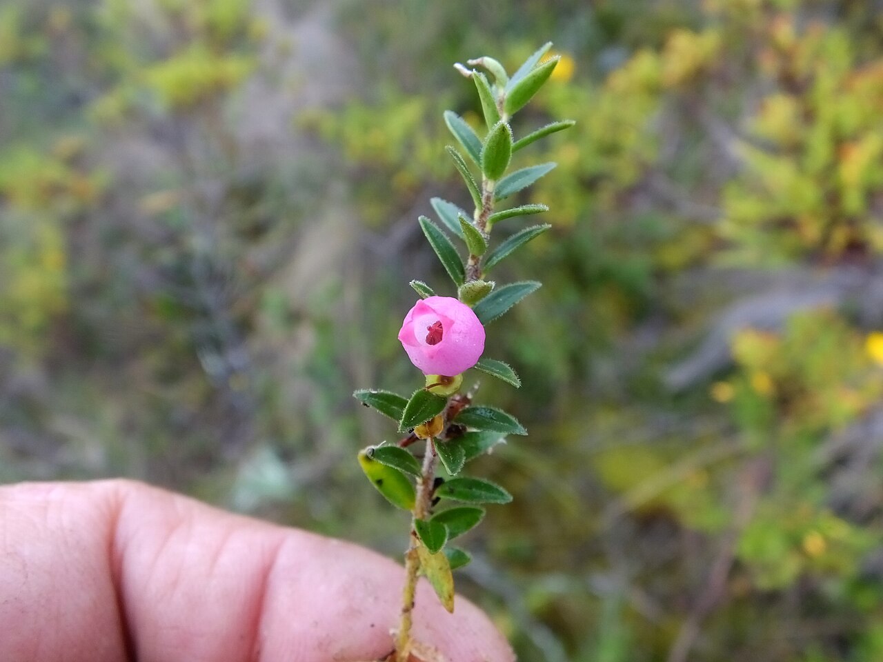 Disterigma empetrifolium: Disterigma empetrifolium