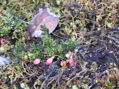 Disterigma empetrifolium (Disterigma empetrifolium)