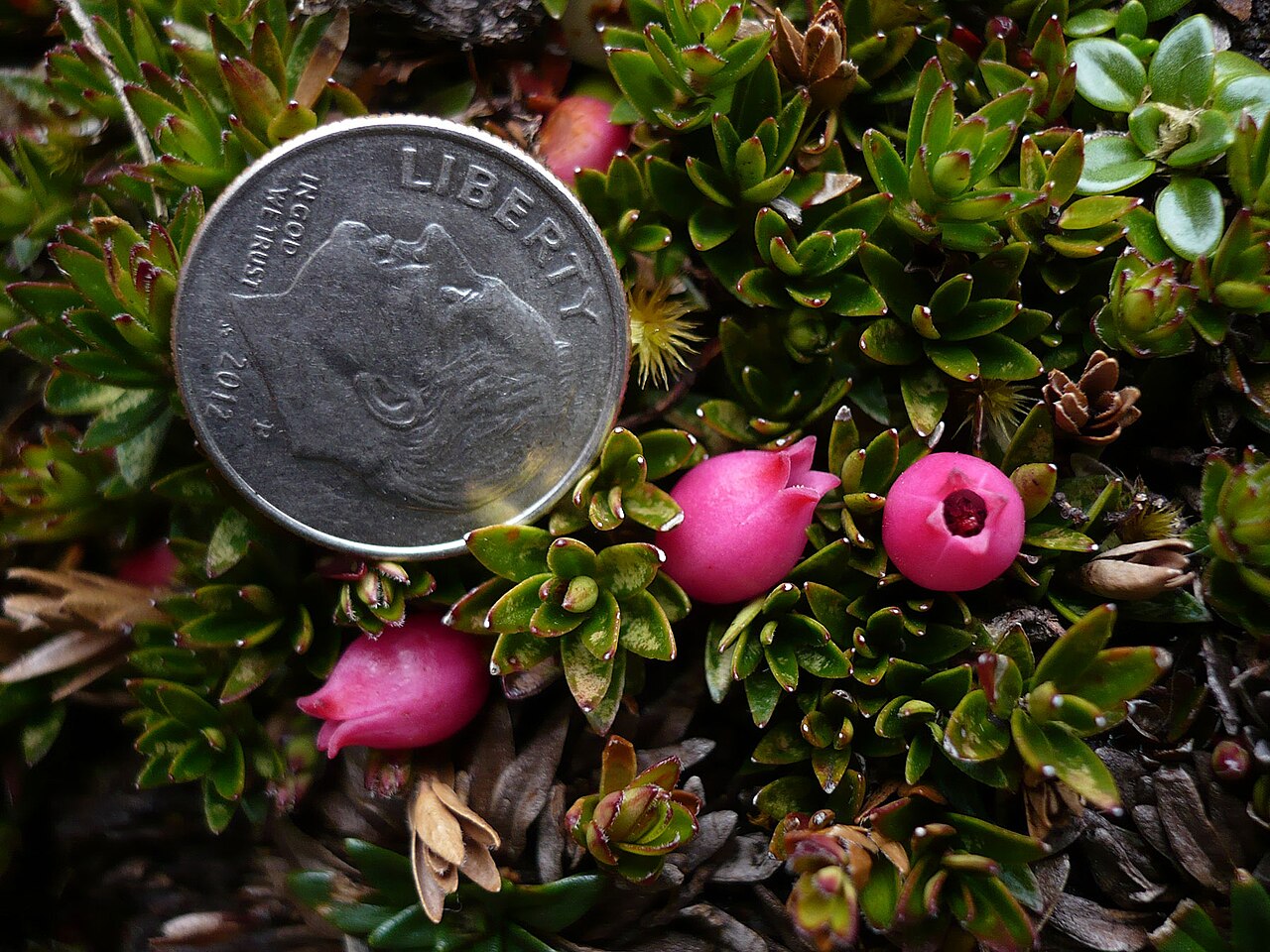 Disterigma empetrifolium: El Cajas, Ecuador