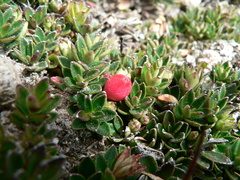 Disterigma empetrifolium (Disterigma empetrifolium)