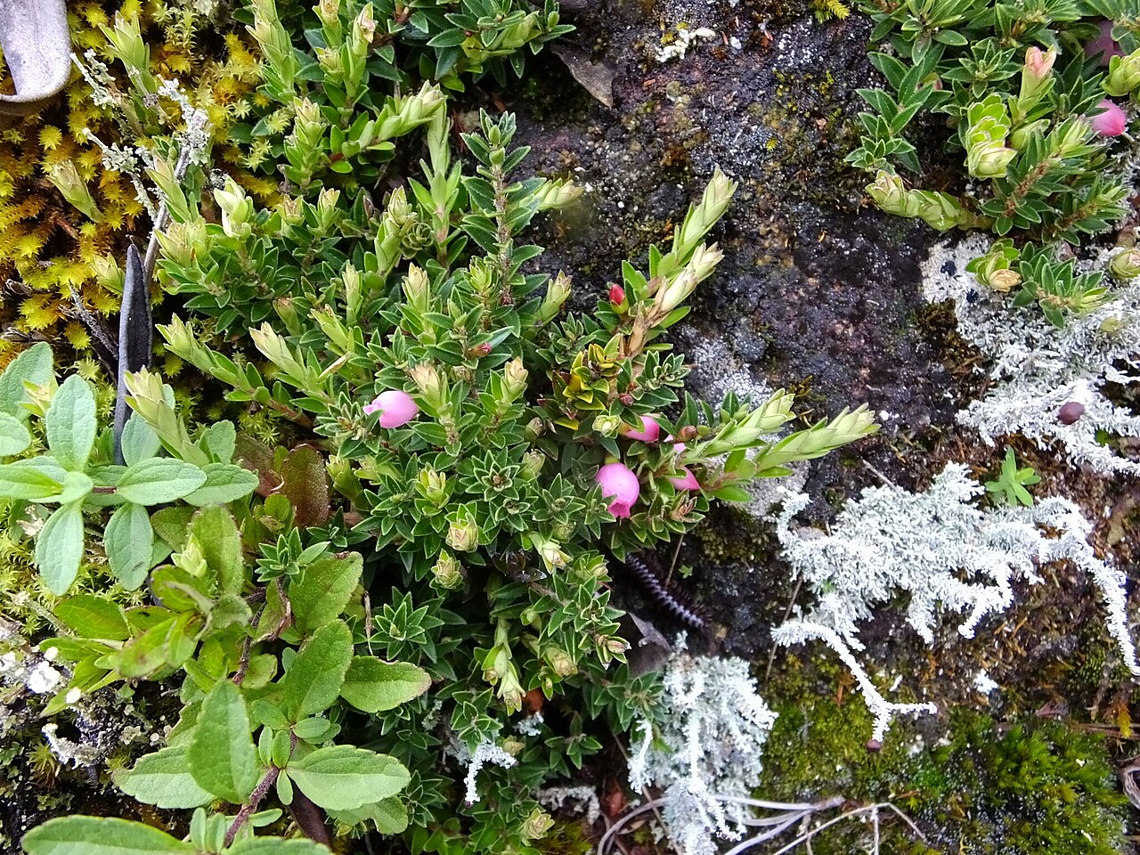 Disterigma empetrifolium: Disterigma empetrifolium